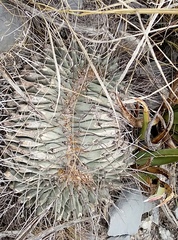 Thelocactus rinconensis