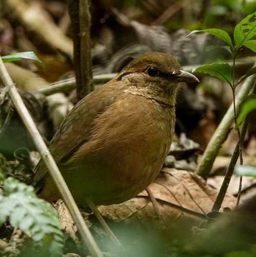 Blue-naped Pitta (Hydrornis nipalensis), photo 5
