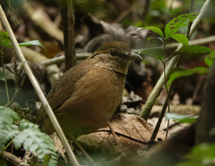 Hydrornis nipalensis