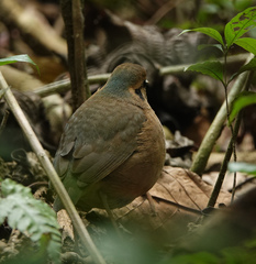 Hydrornis nipalensis