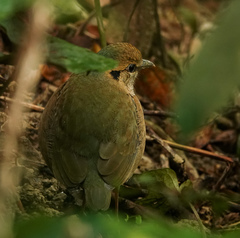 Hydrornis nipalensis