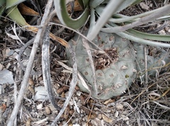 Lophophora williamsii