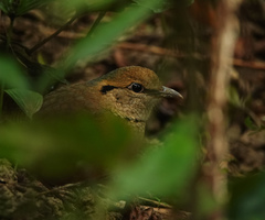 Hydrornis nipalensis