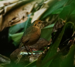 Hydrornis nipalensis