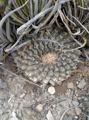 Thelocactus rinconensis