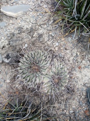 Thelocactus rinconensis