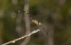 Nannophlebia eludens