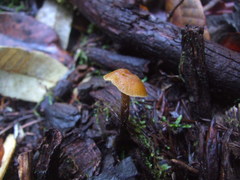 Galerina badipes