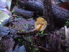 Galerina badipes