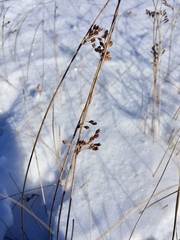 Juncus balticus littoralis