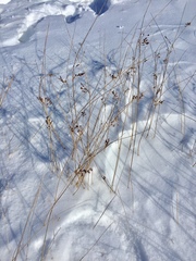 Juncus balticus littoralis