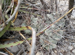 Thelocactus rinconensis