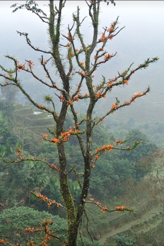 Image of Mayodendron igneum by (c) Zac Peterson, some rights reserved (CC BY)