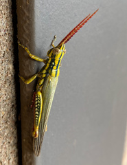 Macrolobalia striata