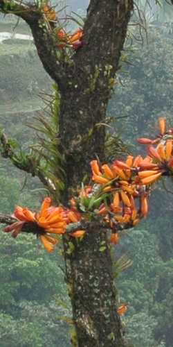 Image of Mayodendron igneum by (c) Zac Peterson, some rights reserved (CC BY)
