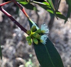 Eucalyptus odorata
