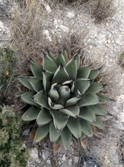 Agave nickelsiae