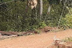 Galloperdix spadicea