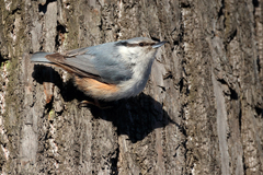 Sitta europaea