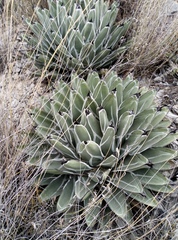 Agave nickelsiae