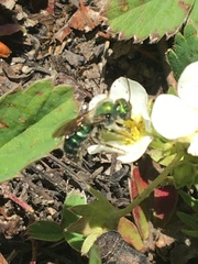 Hoplitis fulgida