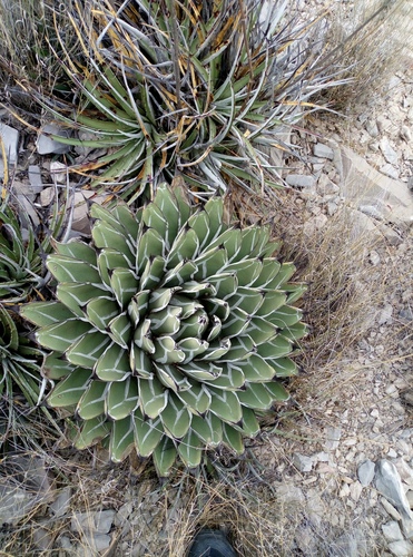 Agave nickelsiae