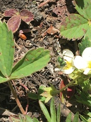 Hoplitis fulgida