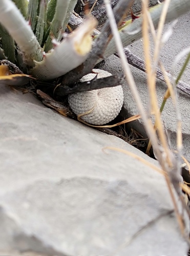 Image of Epithelantha bokei by (c) Francisco Martínez González, some rights reserved (CC BY-SA)