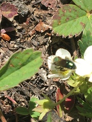 Hoplitis fulgida