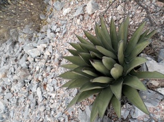 Agave ×