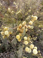 Senegalia berlandieri