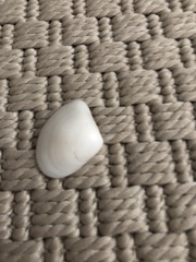 Crassula aequilatera