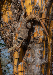 Ctenosaura macrolopha