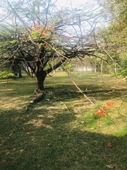 Delonix regia
