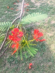 Delonix regia