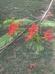 Delonix regia