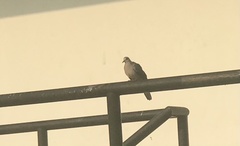 Streptopelia chinensis