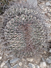 Thelocactus rinconensis