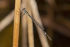 Austrolestes minjerriba