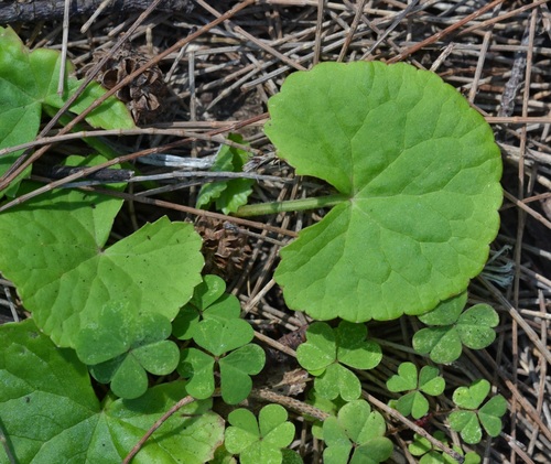 Centella asiatica observed 2021-02-15