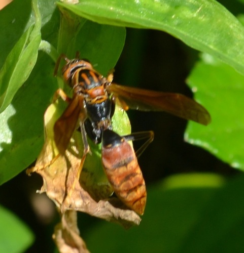 Dark-waisted Paper Wasp photo 6