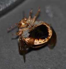Coptosoma xanthogramma