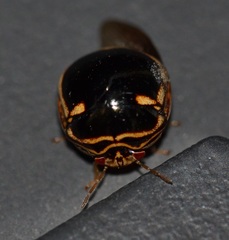Coptosoma xanthogramma