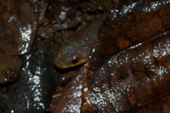 Stenorrhina degenhardtii
