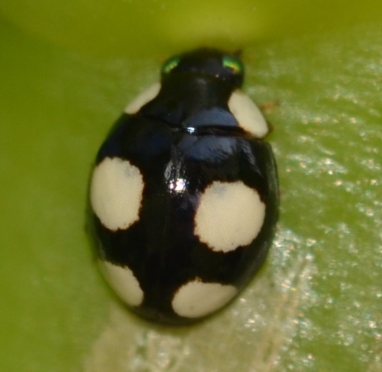 Lady Beetle - Hyperaspis octavia 