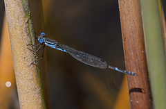 Austrolestes minjerriba