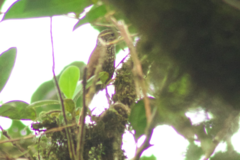 Margarornis bellulus