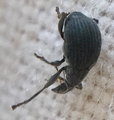 Oxystoma craccae