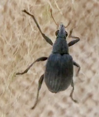 Oxystoma craccae