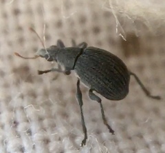Oxystoma craccae